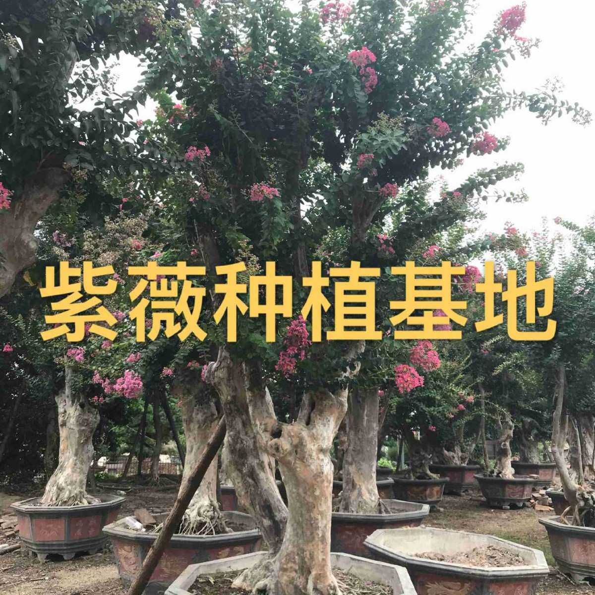 山东紫薇树桩  江苏浙江紫薇桩模型制作工具/辅料耗