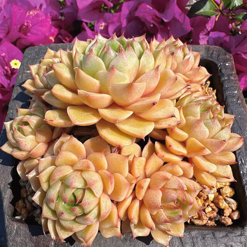 慢悠花房 苯巴j蒂斯 精品多肉办公室阳台绿植园艺盆栽花卉庭院多