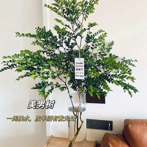 美男树水培绿植物鲜切枝马醉木平替C70-80厘米客厅卧室装饰易养活