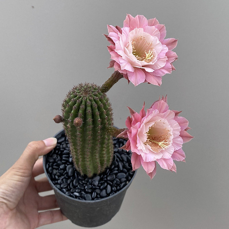 植物员外 奈何之花 易开花爆花品种毛花柱金妞仙人柱仙人球多肉