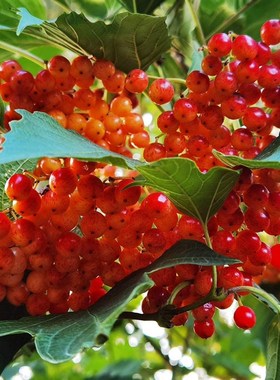 荚蒾温特沃斯观u花观叶植物红色挂果