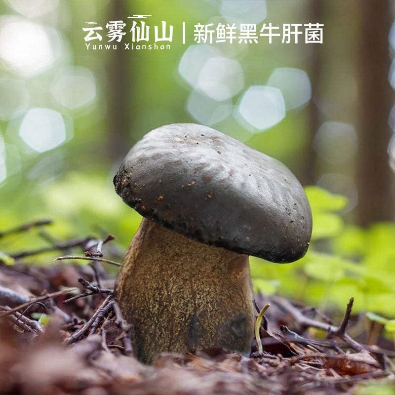 牛肝菌新鲜500g美味黑牛肝菌非干货野生特产菌子鲜货当季食用菌菇