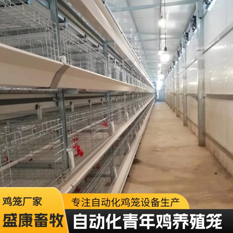 全自动青年鸡笼养殖场用自动捡蛋清粪鸡笼子鸡舍养鸡设备电动