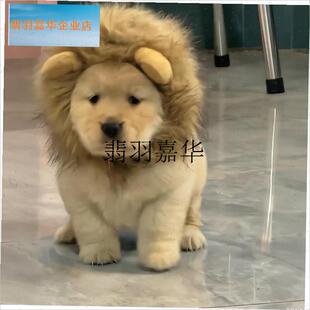 宠物头套搞怪网红帽子可爱小熊狮子头饰可爱猫T咪狗狗变装套头玩,