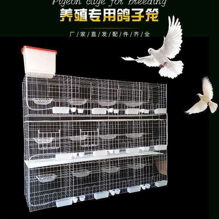 【月销200】鸽子笼养殖鸽笼 12位16位全套加粗鸽笼 全自动鸽笼