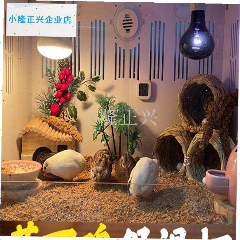 丁鸡保温灯鹌鹑取暖灯爬宠晒背灯鹦鹉保温灯宠物小X鸡加热保温灯-,宠物/宠物食品及用品,爬宠温控/湿度设备,淘宝优惠券,粉丝福利购,淘宝优惠卷