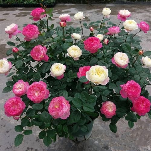 极速和室 灌木月季 包子花型  板条E较软 颜色多变 非常美观掌柜