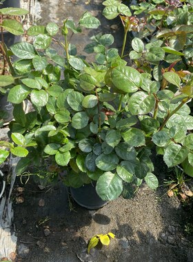 极速一加仑扦插z中苗橙色切花娇颜