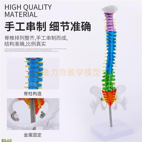 极速45CM彩色人体脊椎模型带骨B盆股骨尾骨J脊柱骨骼腰椎颈椎正骨
