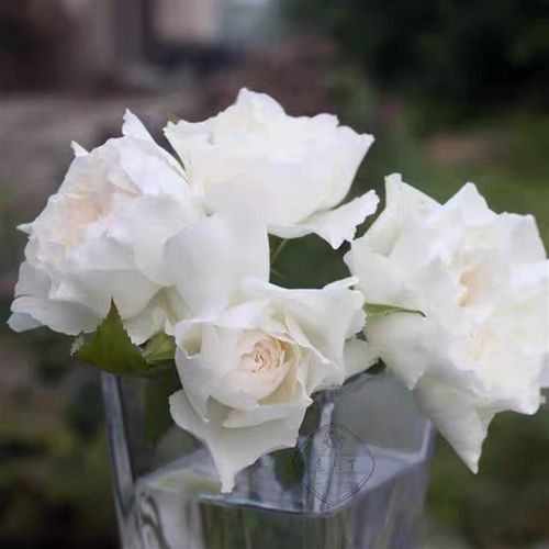 极速心之水滴 日月 小苗 (shizukHu, )月季花苗包对版