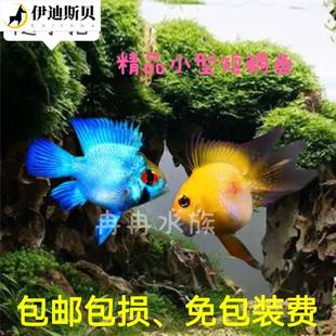 极速长尾金波子观赏鱼短鲷w鱼热带桃心鱼阿凡达蓝波子鱼红肚
