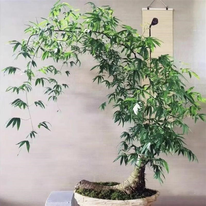 小叶簕竹c根苗勒竹老桩桌面绿植成品竹子盆栽室内文人茶几盆景花