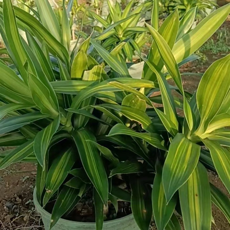 金心百合竹小颗绿植室内阳台摆放网红懒人植物办公室美化环境种植