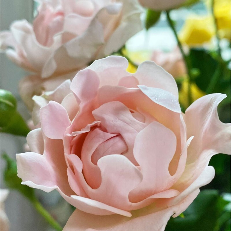 【水灵花园】苏芬 中香切花 新品多头海葵宝宝玫瑰阳台月季花卉