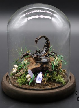 真实蝎子标本雨林蝎微景观玻璃罩摆件收藏品男生礼物天蝎座小夜灯