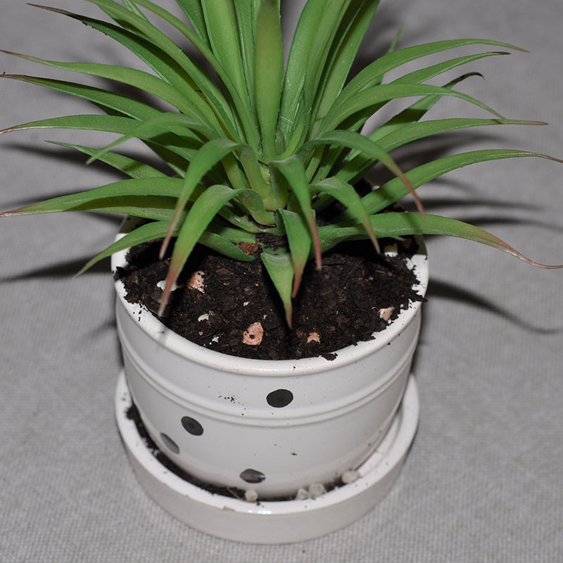 园艺肥料完熟腐叶土高温发酵植物营养肥有机营养土透水透气促生长