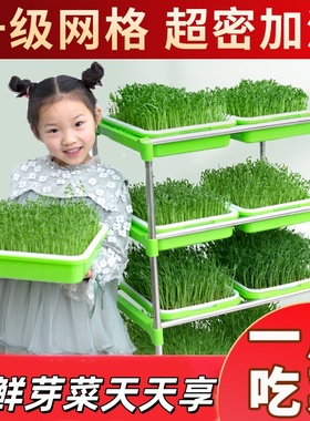 豆芽发芽盆水培蔬菜设备豌豆苗种植架无土栽培托家用芽苗菜育苗盘