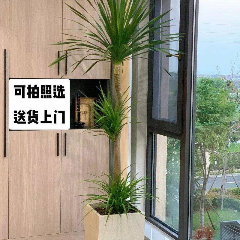 造型龙血树客厅绿植办公室内大型绿植盆栽龙须树好养植物真龙铁树