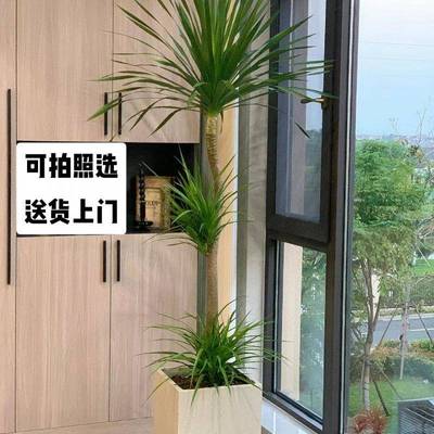 造型龙血树客厅绿植办公室内大型绿植盆栽龙须树好养植物真龙铁树