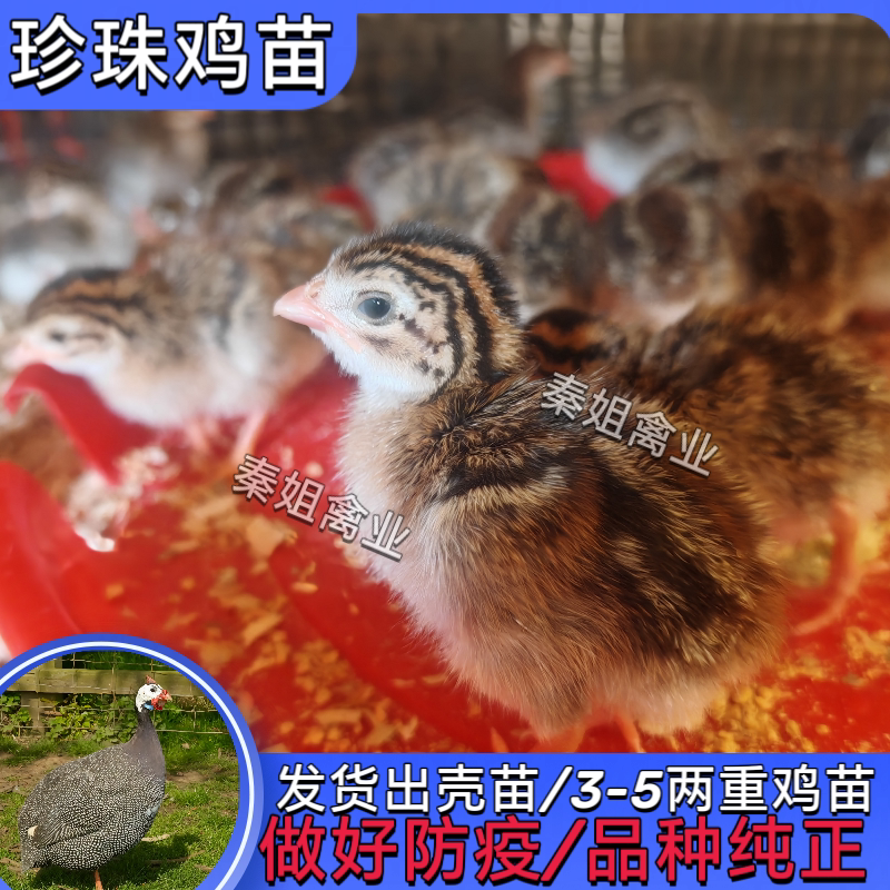 南宁正宗珍珠鸡活苗珍珠苗幼仔家养野鸡绿壳蛋成年宠物鸡仔活苗