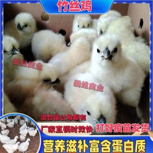正宗竹丝鸡泰和乌鸡苗白凤乌骨鸡出壳苗活苗活体包活滋补优质种苗