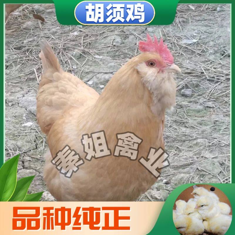 南宁正宗胡须鸡出壳大种苗纯正胡须鸡苗胡须鸡小公鸡仔活苗胡须鸡