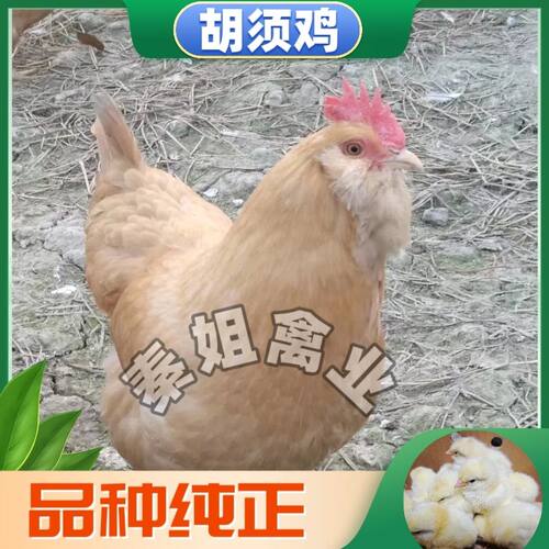 南宁正宗胡须鸡出壳大种苗纯正胡须鸡苗胡须鸡小公鸡仔活苗胡须鸡