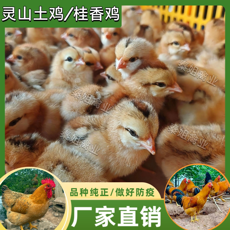小鸡苗批发广西灵山土鸡桂香鸡活特种畜禽种苗