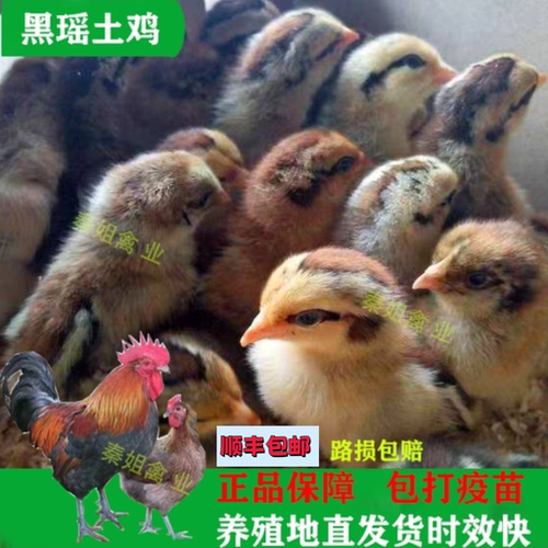 大种黑瑶鸡苗正宗纯种黑脚大红公鸡云南青脚麻鸡血毛土鸡小鸡活苗