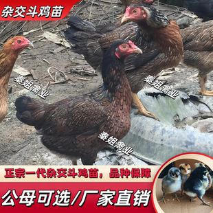杂交斗鸡改良版肉斗鸡出壳苗越南鬼子中原斗鸡活苗非纯斗大冠斗鸡
