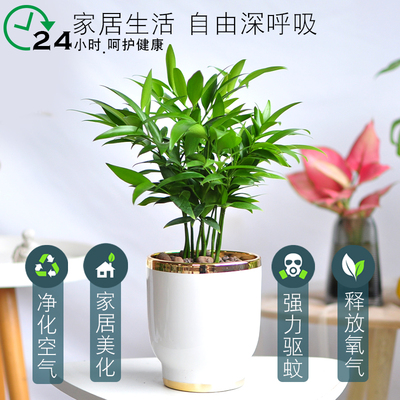 极速竹柏盆栽植物室内桌面驱蚊虫净化空I气好养活耐寒老桩长寿竹