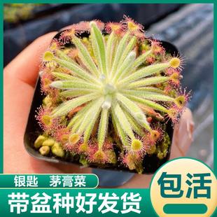 银匙茅膏菜 趣味食虫草捕蝇草驱蚊虫猪笼草花卉绿植盆栽食虫植物