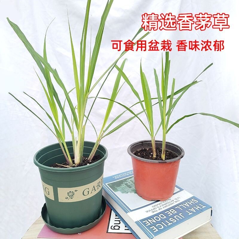 香茅草柠檬草柠檬盆栽香草植物泰国净化新鲜可食用阳台冬阴功绿植