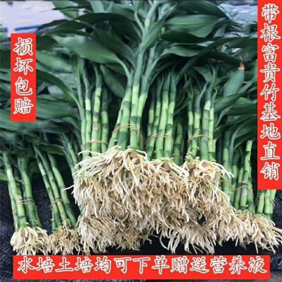 带根富贵竹花水养客厅办公室水培加粗招财室内四季绿植富贵竹粗竹