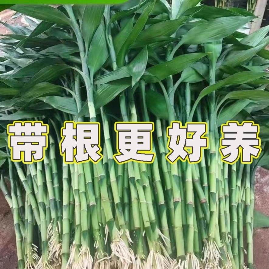 富贵竹带根须水养竹子富贵竹带根水养富贵竹带根水培植物带根竹子