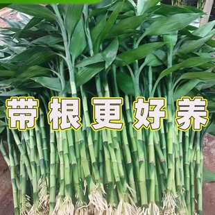 富贵竹带根须水养竹子富贵竹带根水养富贵竹带根水培植物带根竹子