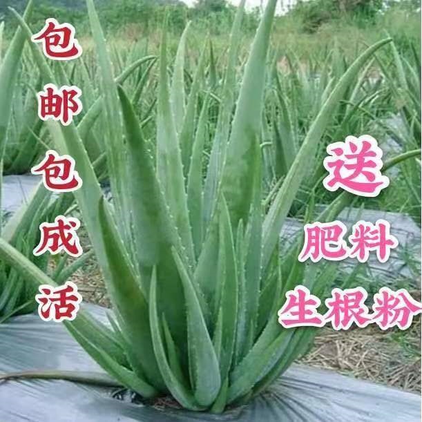美容灌肤芦荟库拉索芦荟食用可吃补水美容芦荟中华新鲜绿植