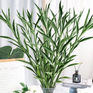 带根细叶富贵竹室内水养招财竹懒人客厅绿植