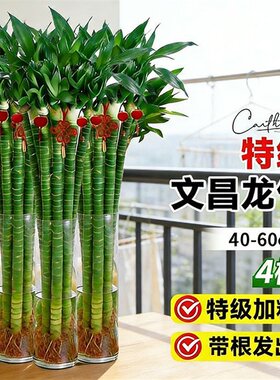正宗文昌竹助学】水养文曲星助学竹子富贵竹水培带根盆栽水养加粗