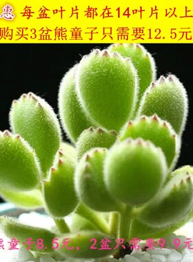 多肉植物组合盆栽熊童子白熊白锦桃蛋绿植花卉室内防辐射多肉公室