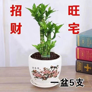 细辛节节高富贵竹植物客厅小型盆栽办公室桌面摆件 富贵竹+【高档