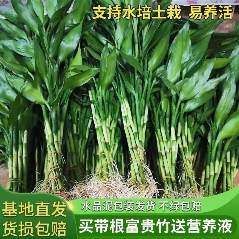 富贵竹花水养客厅带根须富贵竹直发价水培植物吸甲醛粗支大叶套装