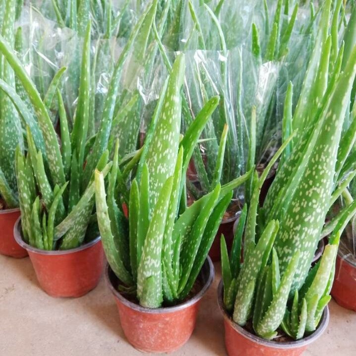 中华芦荟 中国芦荟 芦荟盆栽 斑纹芦荟  美容 盆栽 植物