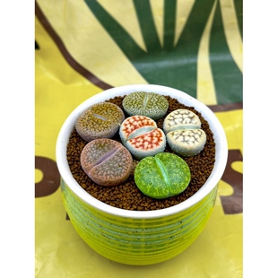 多肉植物生石花组合拼盘肉肉盆栽屁股花PP花屁屁花石生花番杏母本