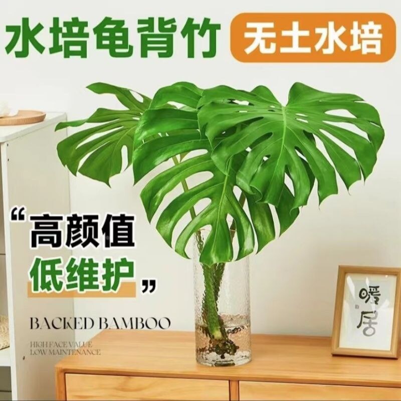 大型开背老桩龟背竹土水培盆栽北欧风大叶除甲醛办公客厅室内绿植图片