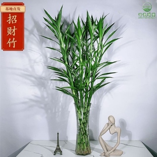 招财竹细叶富贵竹好养四季常青卧室客厅净化空气网红水培植物带根