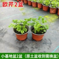 Crinkled Parsley seedlings, potted Dutch parsley, French parsley, Western baking, edible, cold-resistant all year round thumbnail 2