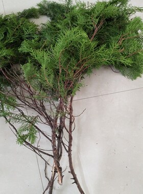 侧柏树枝 新鲜侧柏叶 橱窗干枝装饰花干花柏树枝干U枝树枝装饰 满