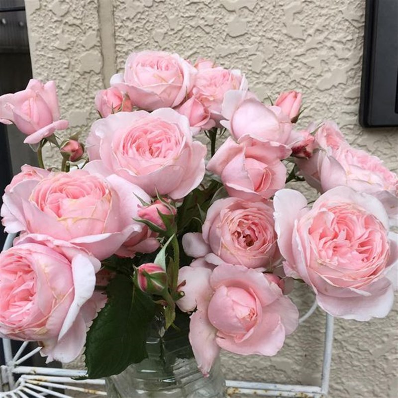 娜荷马 法国藤本月季 强香v 抗病强长势旺 花园庭院多季开花植物