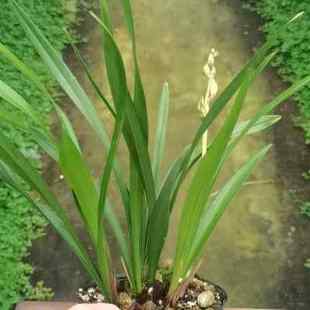 极速【冯达锋国兰x】样品花苗建兰:罗汉荷